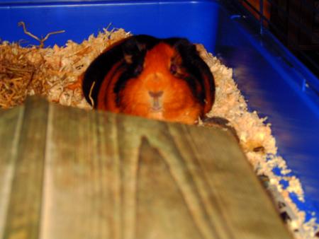 GUINEA